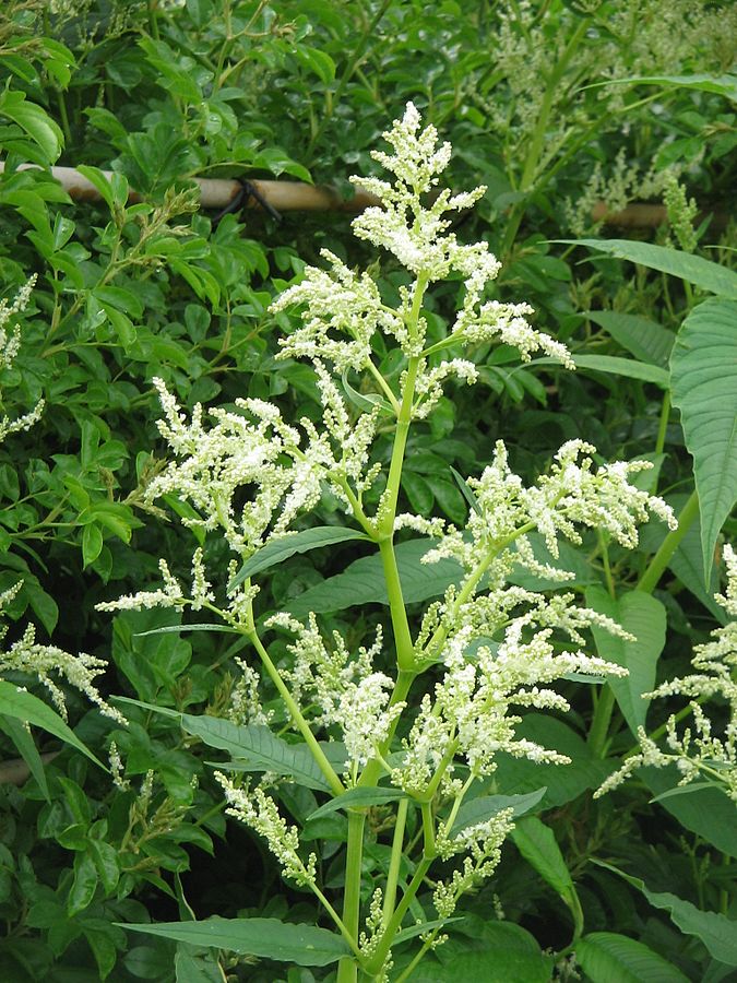 Himalayan knotweed (Polygonum polystachyum) | Fraser Valley Invasive ...