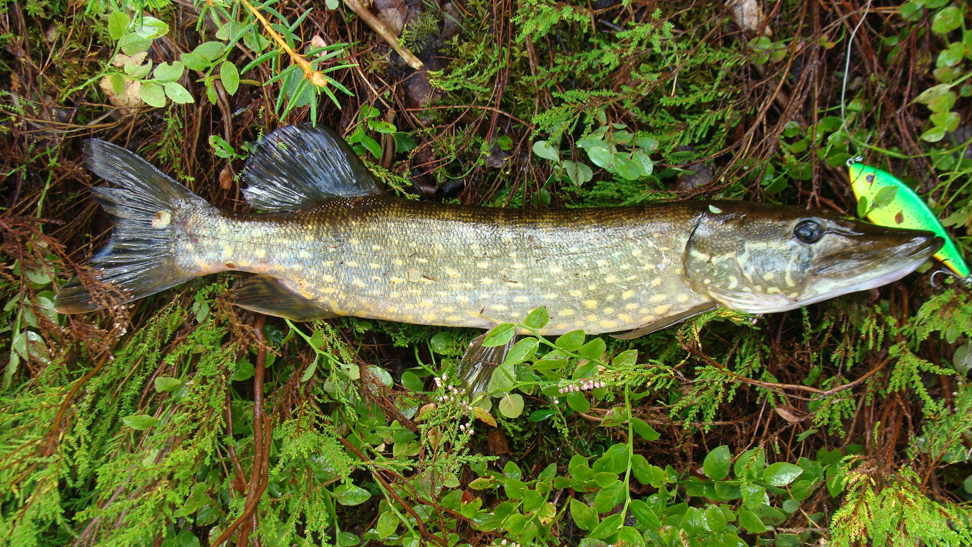 Northern Pike (Esox lucius ) | Fraser Valley Invasive Species Society