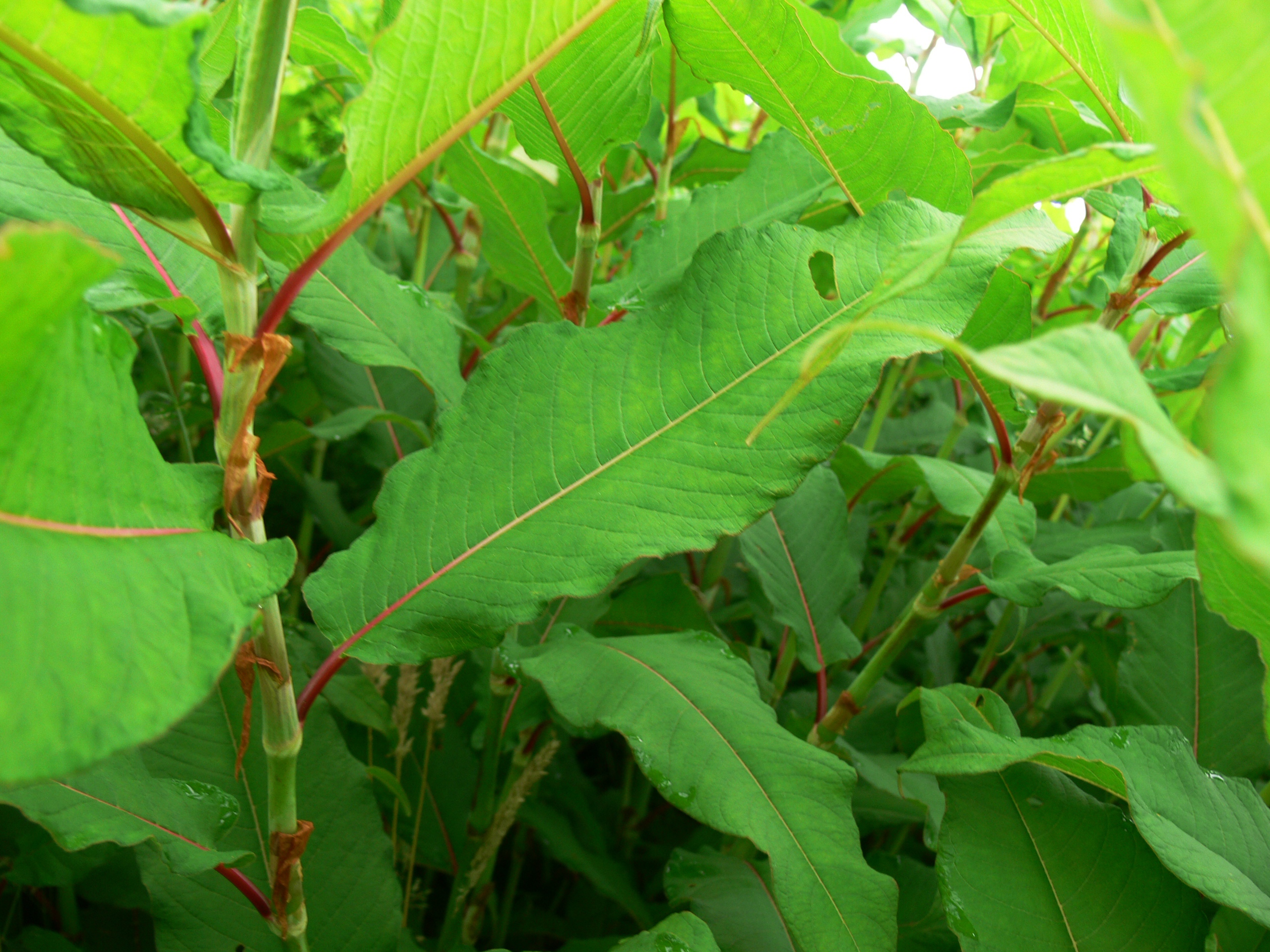 Himalayan knotweed (Polygonum polystachyum) | Fraser Valley Invasive ...