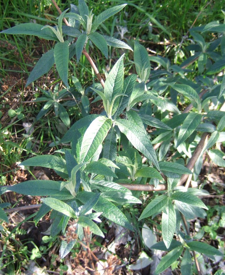 Butterfly bush (Buddleja davidii) Fraser Valley Invasive Species Society