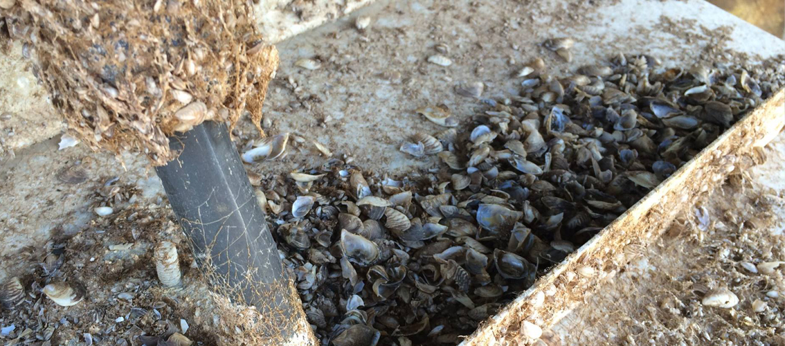 invasive-mussels