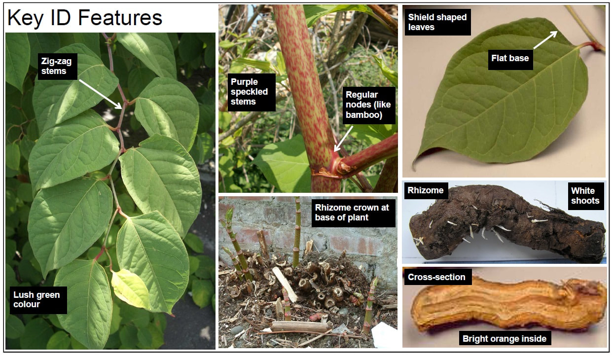 Key Japanese Knotweed ID Features